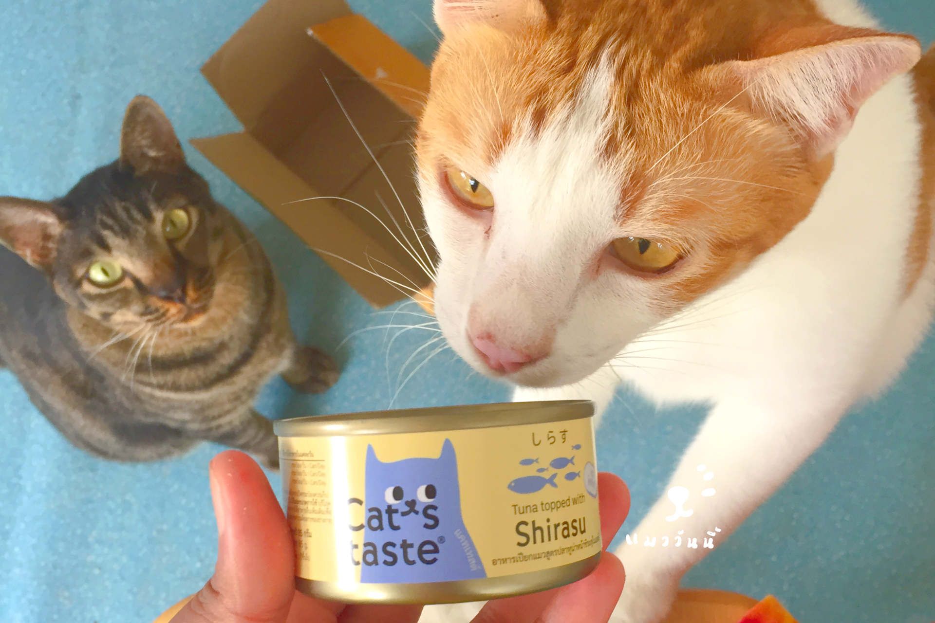 อาหารเปียกแมว Human Grade